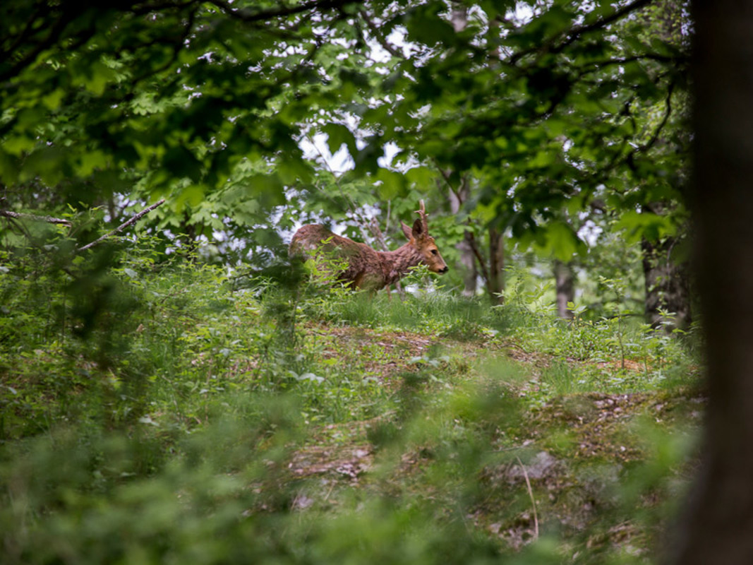 Metsäkauris luonnossa Kirkkonummen Sarvvikissa