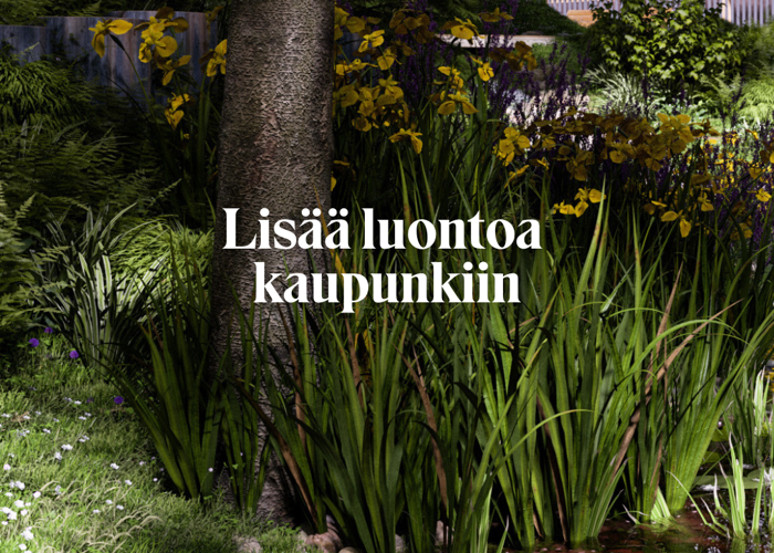 Kuvassa kaislikko